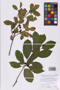 Крушина ломкая, Крушина ольховидная Mill., Восточная Европа, Московская область и Москва (E4a) (Россия)