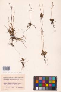 Камнеломка листочковая (R.Br.) Gornall, Восточная Европа, Северный район (E1) (Россия)