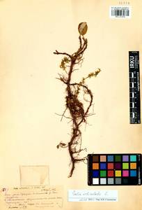 Ива сетчатая L., Сибирь, Прибайкалье и Забайкалье (S4) (Россия)