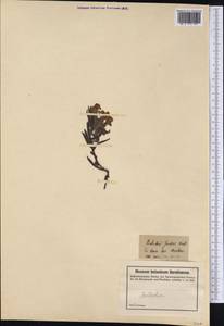 Lithospermum caroliniense (J. F. Gmel.) Mac Mill., Америка (AMER) (Неизвестно)