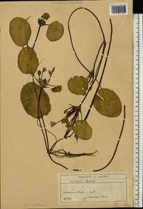 Болотоцветник щитковый (S. G. Gmelin) O. Kuntze, Восточная Европа, Южно-Украинский район (E12) (Украина)