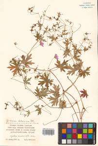 Герань даурская DC., Сибирь, Дальний Восток (S6) (Россия)