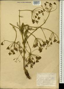 Caropodium pterocarpum subsp. pterocarpum, Зарубежная Азия (ASIA) (Турция)