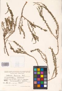Nitrosalsola laricina (Pall.) Theodorova, Средняя Азия и Казахстан, Прикаспийский Устюрт и Северное Приаралье (M8) (Казахстан)
