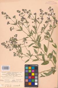 MHA 0 155 706, Nepeta ucranica subsp. parviflora (M.Bieb.) M.Masclans de Bolos, Восточная Европа, Северо-Украинский район (E11) (Украина)