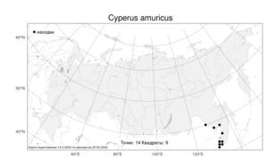Cyperus amuricus, Сыть амурская Maxim., Атлас флоры России (FLORUS) (Россия)