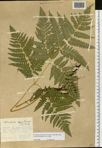 Pteridium aquilinum subsp. japonicum (Nakai) Á. Löve & D. Löve, Сибирь, Дальний Восток (S6) (Россия)