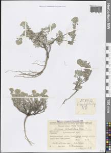 Odontarrhena obtusifolia (Steven ex DC.) C. A. Mey., Кавказ, Черноморское побережье (от Новороссийска до Адлера) (K3) (Россия)