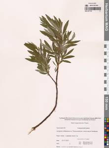 Ива боганидская Trautv., Сибирь, Чукотка и Камчатка (S7) (Россия)