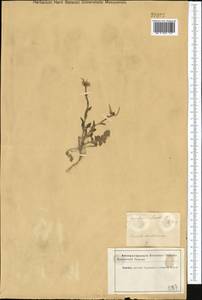 Гулявник Лезеля L., Кавказ, Азербайджан (K6) (Азербайджан)