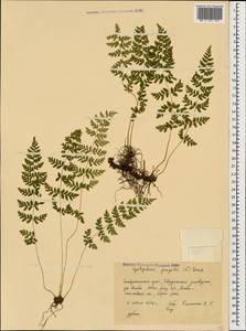 Пузырник ломкий (L.) Bernh., Кавказ, Ставропольский край, Карачаево-Черкесия, Кабардино-Балкария (K1b) (Россия)