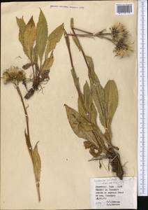 Соссюрея грязноцветковая Kar. & Kir., Средняя Азия и Казахстан, Северный и Центральный Тянь-Шань (M4) (Киргизия)