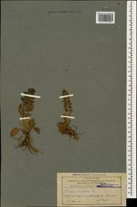 Живучка восточная L., Кавказ, Азербайджан (K6) (Азербайджан)