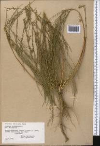 Artemisia tenuisecta Nevski, Средняя Азия и Казахстан, Памир и Памиро-Алай (M2) (Таджикистан)
