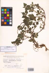 Яснотка белая, Глухая крапива, Кавказ, Азербайджан (K6) (Азербайджан)