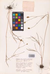 Лютик иллирийский L., Восточная Европа, Нижневолжский район (E9) (Россия)