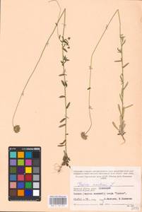 Букашник горный L., Восточная Европа, Западный район (E3) (Россия)