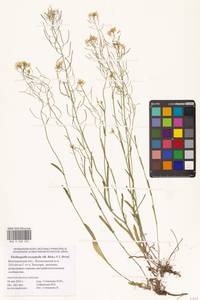 Резуховидка стрелолистная (M.Bieb.) Al-Shehbaz, O'Kane & R.A.Price, Восточная Европа, Нижневолжский район (E9) (Россия)