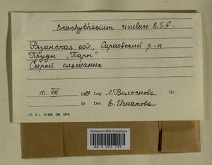 Brachythecium rivulare Schimp., Гербарий мохообразных, Мхи - Центральное Нечерноземье (B6) (Россия)