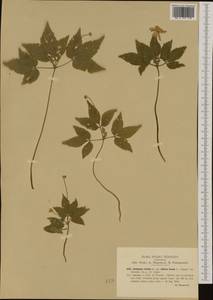 Anemone trifolia L., Западная Европа (EUR) (Италия)