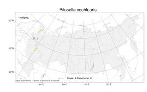 Pilosella cochlearis Norrl., Атлас флоры России (FLORUS) (Россия)