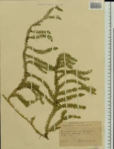 Spinulum annotinum subsp. annotinum, Восточная Европа, Западно-Украинский район (E13) (Украина)