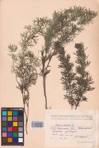 Горицвет весенний, Адонис весенний L., Восточная Европа, Центральный лесостепной район (E6) (Россия)