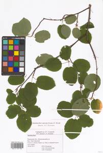 Amelanchier × spicata (Lam.) K.Koch, Восточная Европа, Центральный район (E4) (Россия)