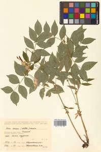 Горошек разветвленный (Maxim.) Ohwi, Сибирь, Дальний Восток (S6) (Россия)