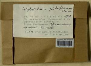 Polytrichum piliferum Hedw., Гербарий мохообразных, Мхи - Прибайкалье и Забайкалье (B18) (Россия)