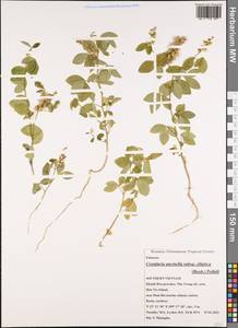 Crotalaria uncinella subsp. elliptica (Roxb.) Polhill, Зарубежная Азия (ASIA) (Вьетнам)