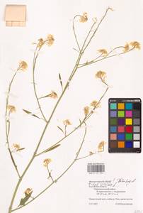 Rhamphospermum arvense (L.) Andrz. ex Besser, Восточная Европа, Центральный район (E4) (Россия)