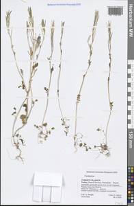 Сердечник, Зарубежная Азия (ASIA) (Турция)