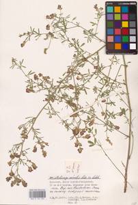Medicago lessingii Fisch. & C.A.Mey. ex Kar., Восточная Европа, Нижневолжский район (E9) (Россия)