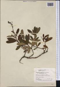 Chimaphila umbellata subsp. cisatlantica (S. F. Blake) Hultén, Америка (AMER) (США)