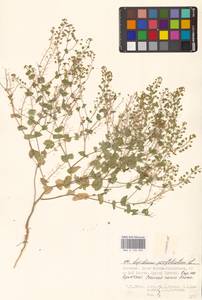 Клоповник пронзеннолистный L., Восточная Европа, Нижневолжский район (E9) (Россия)