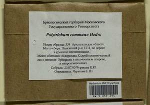 Polytrichum commune Hedw., Гербарий мохообразных, Мхи - Архангельская и Вологодская области, Коми, Ненецкий АО (B7) (Россия)