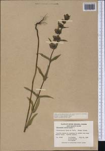 Rhinanthus minor subsp. minor, Америка (AMER) (Канада)