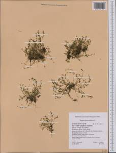 Мшанка лежачая L., Западная Европа (EUR) (Великобритания)