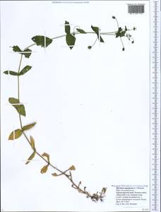 Stellaria aquatica (L.) Scop., Кавказ, Черноморское побережье (от Новороссийска до Адлера) (K3) (Россия)
