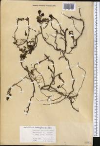 Allardia tridactylites (Kar. & Kir.) Sch. Bip., Средняя Азия и Казахстан, Западный Тянь-Шань и Каратау (M3) (Киргизия)