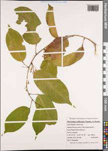 Leucomphalos callicarpus (Benth.)Breteler, Зарубежная Азия (ASIA) (Вьетнам)