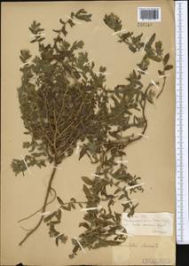 Heliotropium sibiricum (L.) J.I.M.Melo, Средняя Азия и Казахстан, Муюнкумы, Прибалхашье и Бетпак-Дала (M9) (Казахстан)