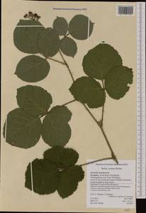 Rubus vestitus Weihe, Западная Европа (EUR) (Германия)