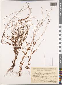 Незабудка полевая (L.) Hill, Кавказ, Абхазия (K4a) (Абхазия)