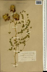 Astragalus obtusifolius DC., Зарубежная Азия (ASIA) (Иран)