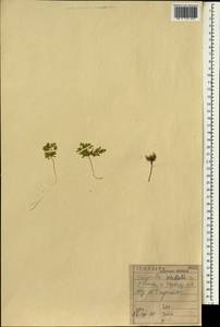 Trigonella stellata Forssk., Зарубежная Азия (ASIA) (Ирак)
