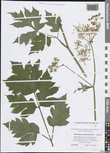 Борщевик обыкновенный L., Восточная Европа, Северо-Западный район (E2) (Россия)