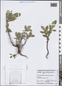 Ива отогнутопочечная A.K.Skvortsov, Сибирь, Центральная Сибирь (S3) (Россия)