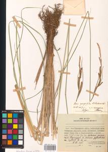 Осока придатконосная (Trautv. & C.A.Mey.) Kük., Сибирь, Дальний Восток (S6) (Россия)